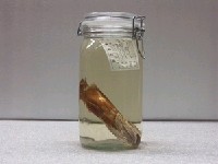 藏品(黑星笛鯛)的圖片